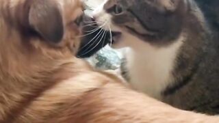 Pet_Funnylover