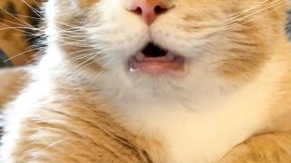 CATS AND THEIR BEHAVIOR