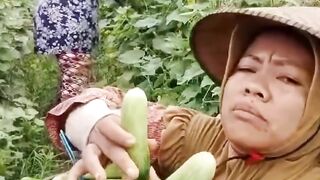 petani ndeso II panen timun