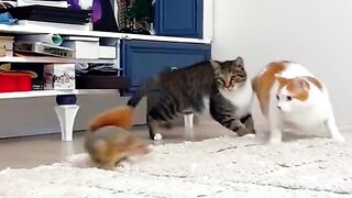 Lovepets