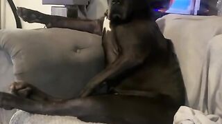 Funny dog