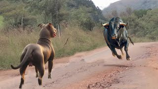 This Pitbull Dog Messed With The Wrong Opponent !