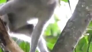 Comedy videos
