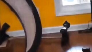 Cat funny play