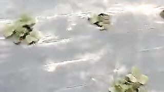 کشاورری