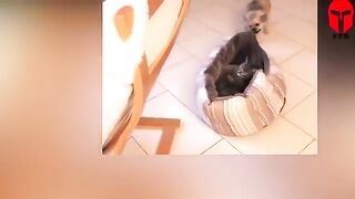 مواقف محرجة للقطط