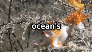 Mind-Blowing Deep Sea Discoveries!