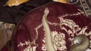 ياحرام وقف قلبه