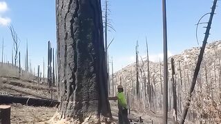 "Taking down giants, one tree at a time. Every cut brings change, but nature’s resilience remains. ????