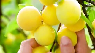 Nothing more beautiful than picking fresh fruit???? لا شئ أروع من قطاف الثمار الطازجة ????
