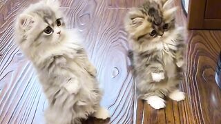 Cute cat