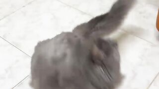 Cat cutness cat name millu