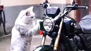 My Cat Best Worker
