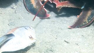 Menangkap lobster besar