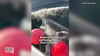 Largest Male White Shark Tagged Off Florida-Georgia Coastline.