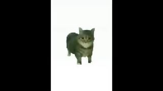 My Cat @3Am