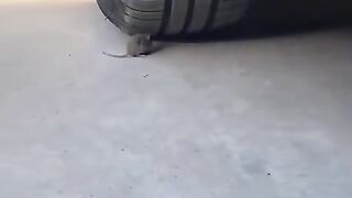 Rat And Cat