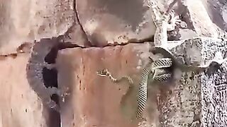 Animal Save His Brother from Snake