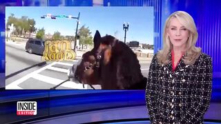 Police Officer Chases Down Suspect While Riding Horse.