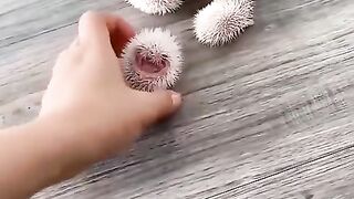 Nothing serious, just some small needle animals.