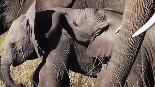 Trunk shake....adorable!