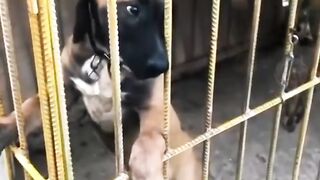 Random animals