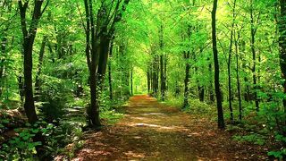 Walk in the forest