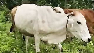 देसी गौ माता