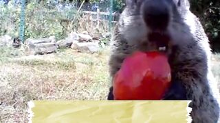 Wild Animal Moments