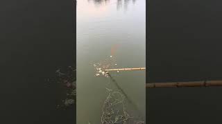 Fishing net _ Using watermelon as bait to catch fish. _ Outdoor fishing #fishing #shortsviral.mp4