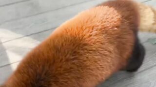 Baby's AMAZING Journey from Animal to Adulthood