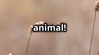 13 Wild Animal Attack Survival Tips!