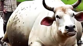 Rescued a pregnant cow from muddy field #humanity