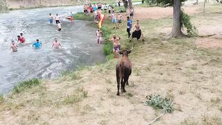 TRILLO. GUADALAJARA ???????? Vacas por el río Tajo..