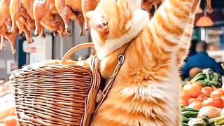 Familly cat make food.