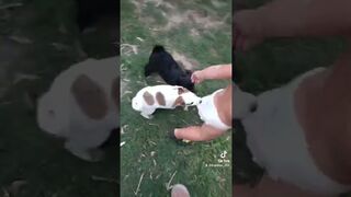 The attack is interesting short videos of dogs kids