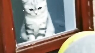 Jokes about animals jokes about cats and dogs short video cat funny cat