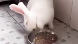 How cute rabbits have fun