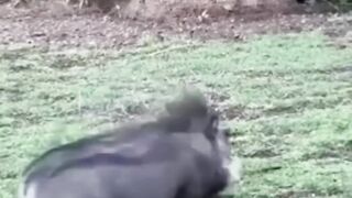 Timon and Pumbaa in real life