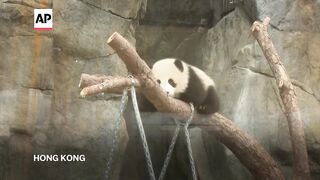 Panda cubs at Hong Kong enclosure ready for public debut.