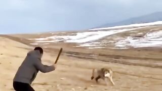 #dog #parkour