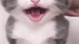 فيديوهات_مضحكة_جدا_????_-_افضل_مقاطع_قطط_مضحكة_جدا_-_حيوانات_مضحكة_????????❤️(