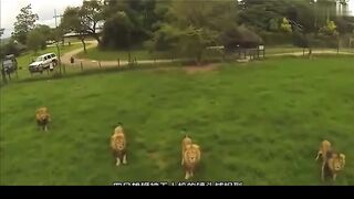 What Happens When WILD Animals See a Drone Part 2