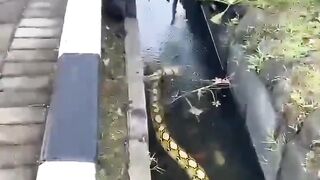 Python