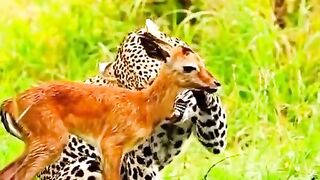 Animals foryou