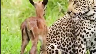beautiful wild animals