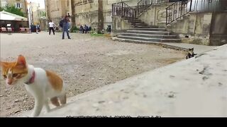 Wild Animals Reacting to Drones Part 1