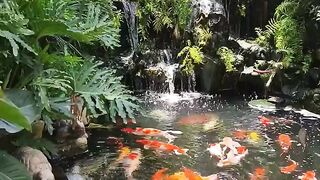 Lucky Fish Koy