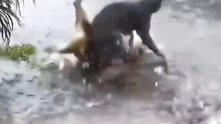 A true fighter