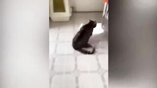 JOKES WITH CATS Funny ANIMALS with voice acting Funny cats